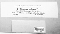 Paragymnopus perforans image